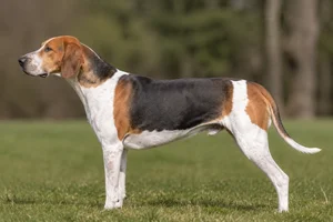 English Foxhound — and tan) coat