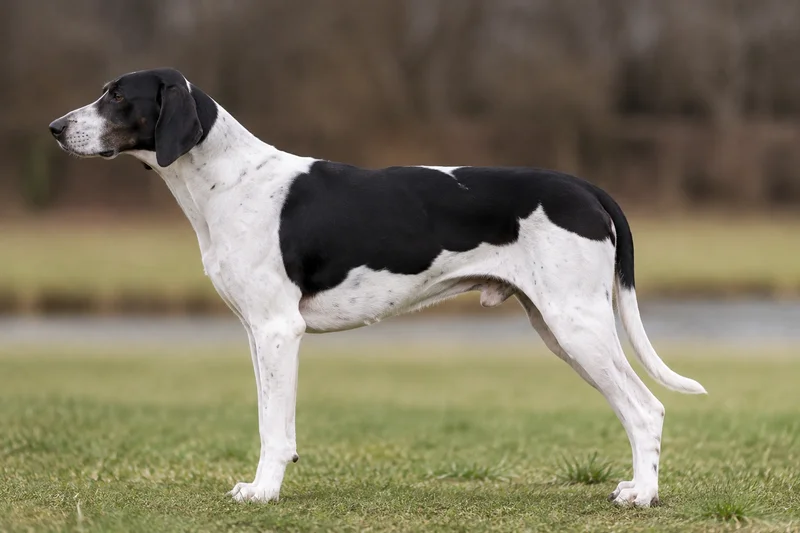 English Foxhound — Black and white coat