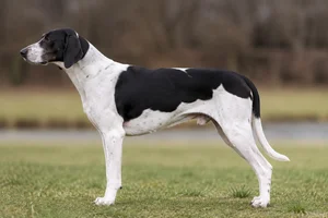 English Foxhound — Black and white coat