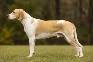 English Foxhound — Lemon and white coat
