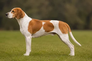 English Foxhound — Red and white coat