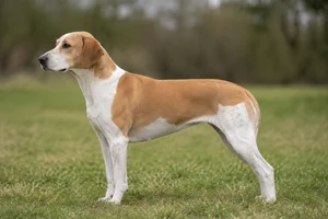 English Foxhound — Tan and white coat