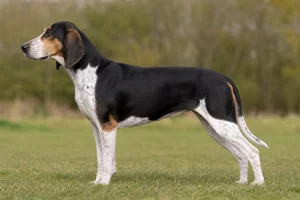 English Foxhound — Tricolor (black coat
