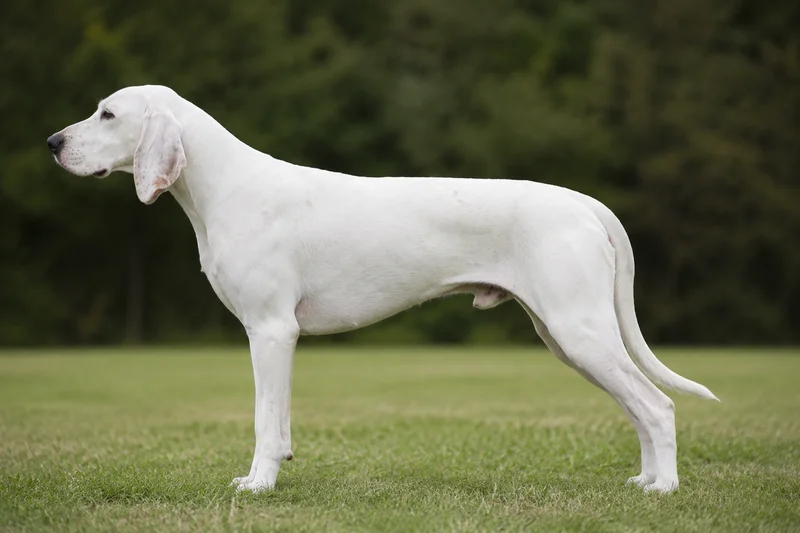 English Foxhound — white coat
