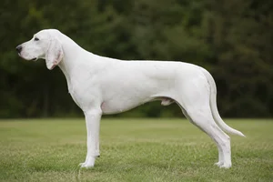 English Foxhound — white coat