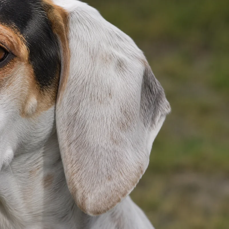 English Foxhound — ears