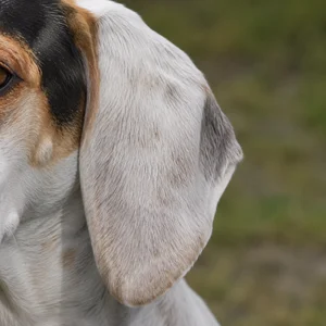English Foxhound — ears