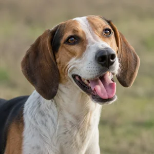 English Foxhound — happy
