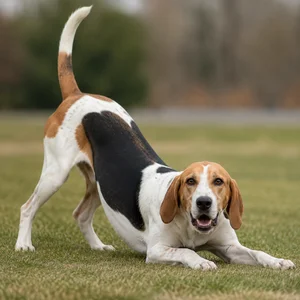 English Foxhound — playful