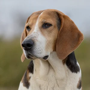 English Foxhound — relaxed