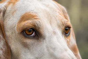 English Foxhound — eyes