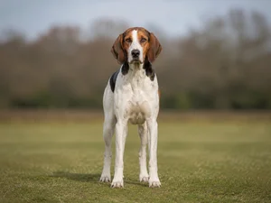 English Foxhound — front