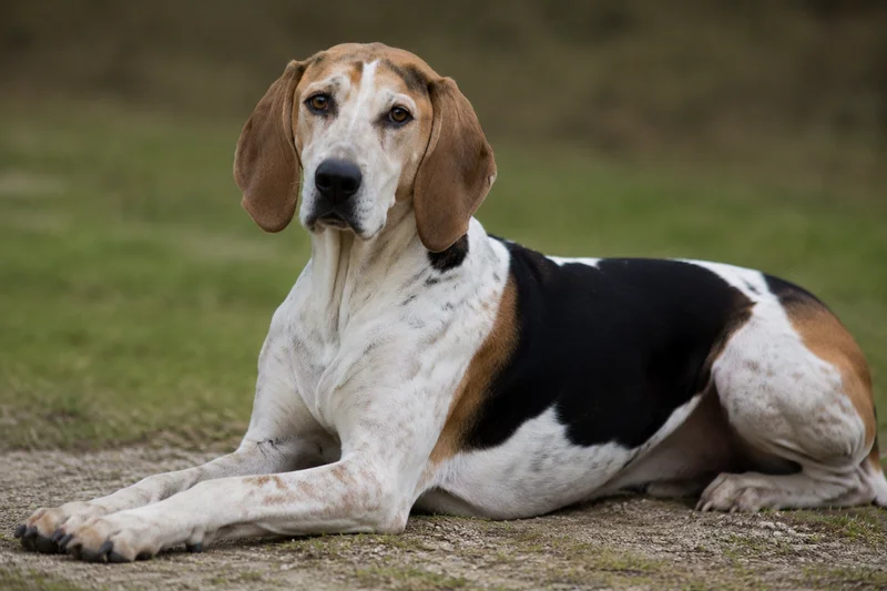 English Foxhound — lying down