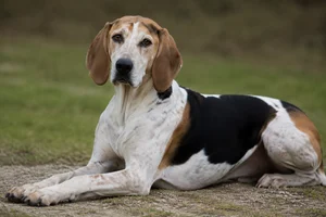 English Foxhound — lying down