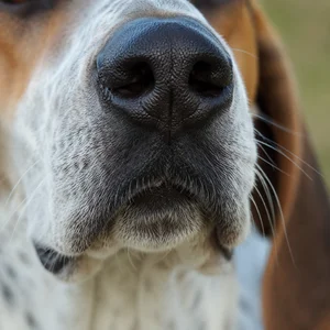 English Foxhound — nose