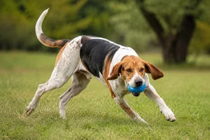 English Foxhound — playing