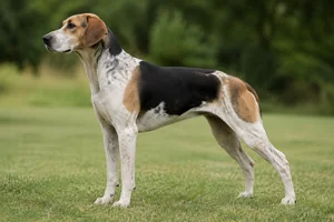 English Foxhound dog