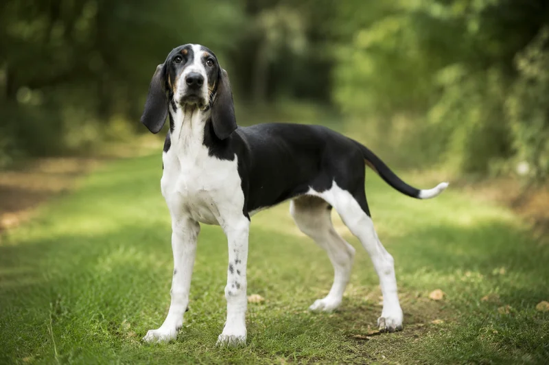 English Foxhound — puppy (~4 mo)