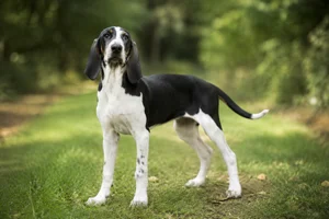 English Foxhound — puppy (~4 mo)