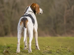 English Foxhound — rear