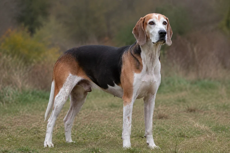 English Foxhound — senior