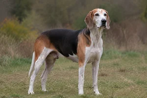 English Foxhound — senior