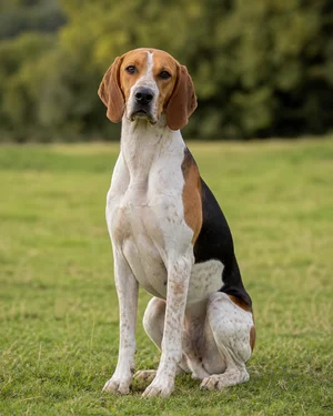 English Foxhound — sitting
