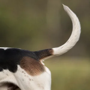 English Foxhound — tail