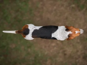 English Foxhound — top