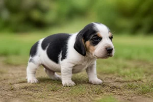 English Foxhound — young puppy (~1 mo)