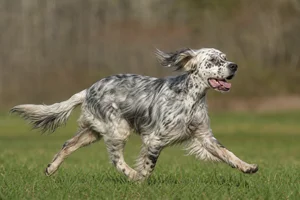 English Setter — running