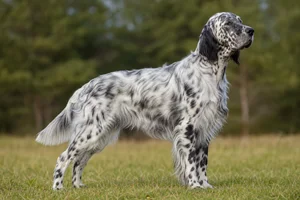 English Setter — adult