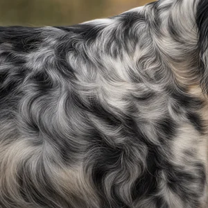 English Setter — coat texture
