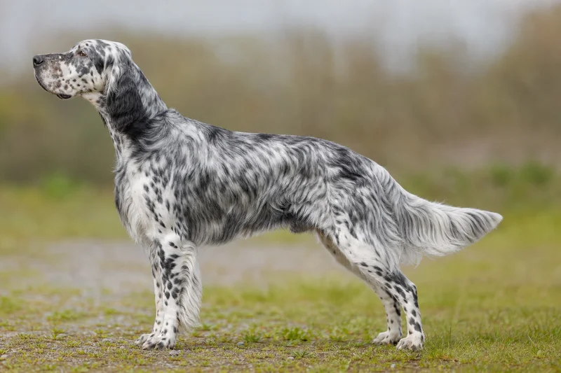 English Setter — Blue Belton coat