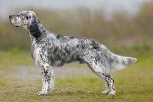 English Setter — Blue Belton coat