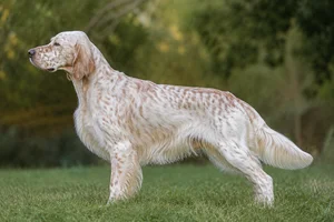 English Setter — Lemon Belton coat