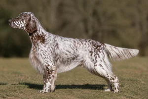 English Setter — Liver Belton coat