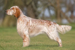 English Setter — Orange Belton coat