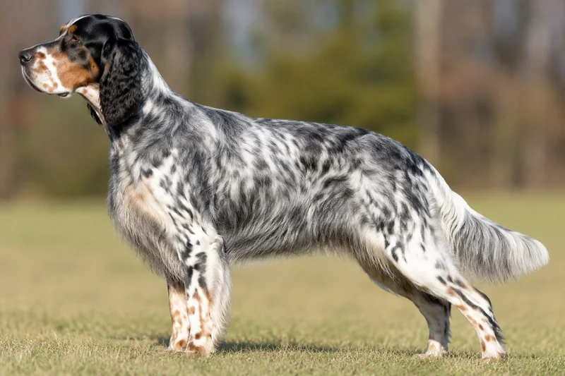 English Setter — Tricolor coat