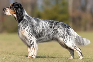 English Setter — Tricolor coat