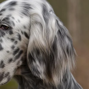 English Setter — ears