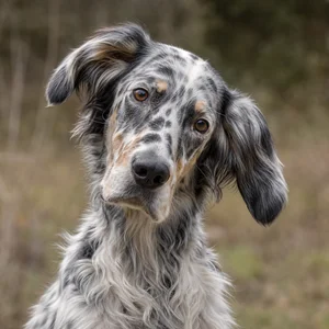 English Setter — alert