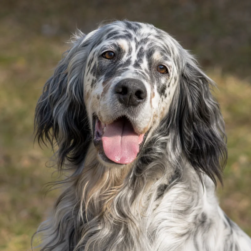 English Setter — happy
