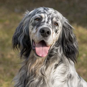 English Setter — happy