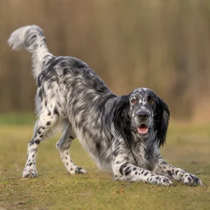 English Setter — playful