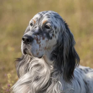 English Setter — relaxed