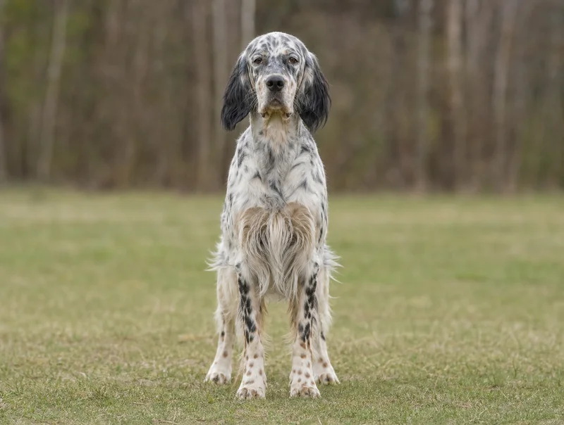 English Setter — front