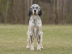 English Setter — front