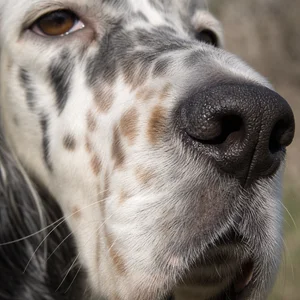 English Setter — nose