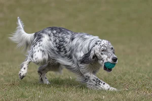 English Setter — playing